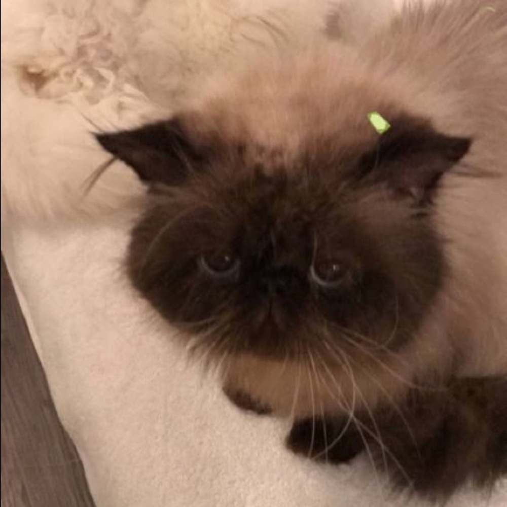 Meet your Posher, Denesa